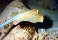 Bluespotted stingray / Picture taken at the Red Sea (Jack... by Robert Jansson 